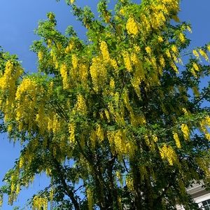 Meet your Posher, Riley